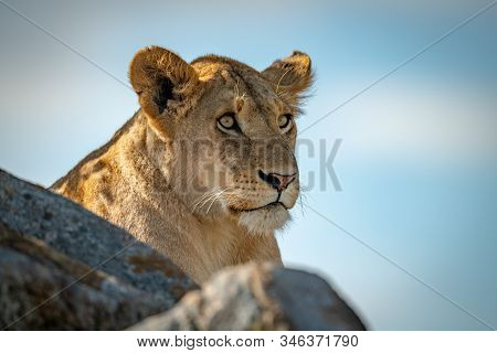 Lioness Looks Out From Top Of Kopje