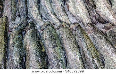 Fresh And Good Looking Fish Stacked Next To Each Other For Sale In The Market Grocery Store, Raw Mea