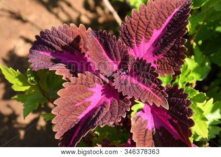 Brown And Pink Combination Flower Its Nature Color Combination