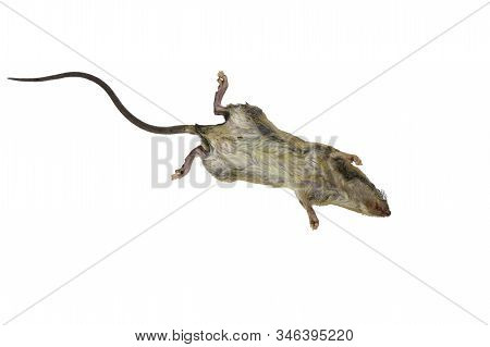 Dead Rat On White Background.mouse Laying On The White Background
