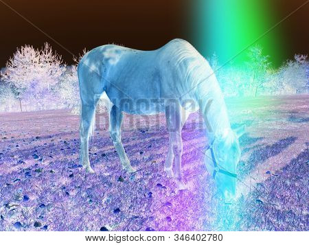 Magic Meadow With White Grazzing Horse.  Abstract Filter.