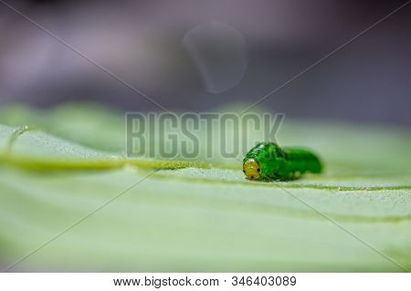 Tiny Inchworm With A Cute Face On A Green Leaf