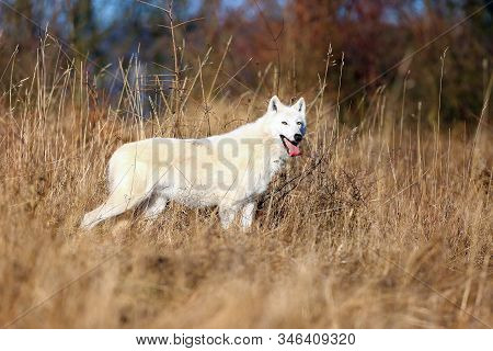 The Hudson Bay Wolf (canis Lupus Hudsonicus) Subspecies Of The Wolf (canis Lupus) Also Known As The 
