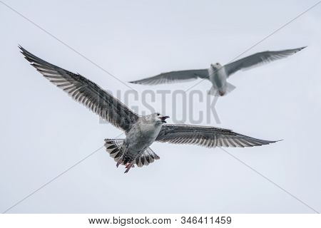 Screaming Juveniele Caspian Gull (larus Cachinnans) And A Adult Caspian Gull Flying Above The Water 