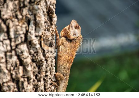 Oriental Garden Lizard (calotes Versicolor) In Kanchanaburi, Thailand