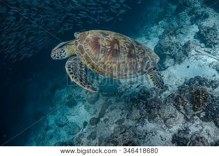 Green Sea Turtle Swimming Close To A School Of Fish