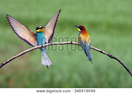 The European Bee-eater (merops Apiaster) Pair Sitting On A Thin Twig With A Dragonfly In Its Beak.ma
