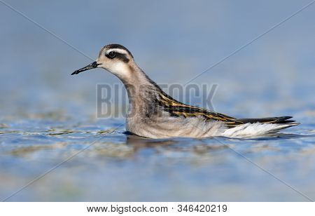 Red-necked Phalarope Swims Fast In Blue Water Pond At Summer Time