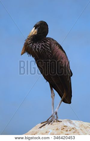 The African Openbill (anastomus Lamelligerus) Standing On The Rock With Blue Background. Portrait Of