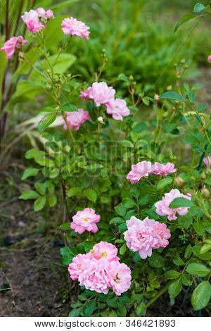 Pink English Rosa. Flowers In Background With Sun In Summer Garden