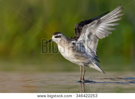 Young Red-necked Phalarope Flies Off From Water Surface In Summer Evening With Lifted And Stretched 