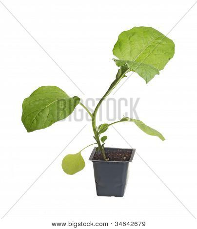 Sætteplante af aubergine klar til omplantning