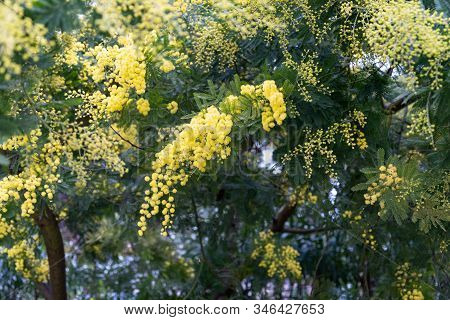 Blooming Acacia Farnesiana In Springtime. Acacia Farnesiana Or Vachellia Or Mimosa Are The Names Of 