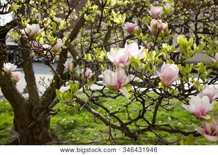 Spring Magnolia flowers on the tree branch. Floral close up