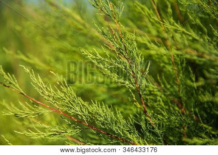 Calming Close Up Photo Of A Green Bush Of Virginia Juniper In The Park.  Juniperus Virginiana L. Com