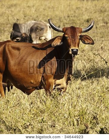 Vache boeuf australien