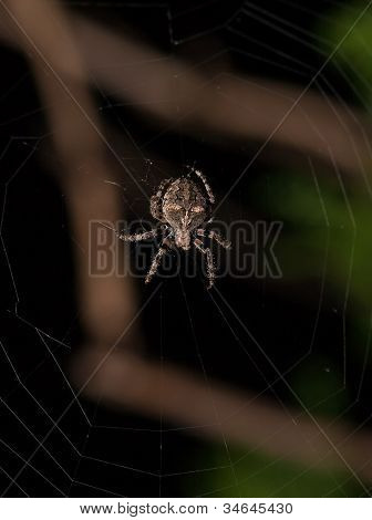 Spider