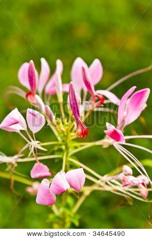 Cleome o fiore di ragno, un alto fiorito annuale