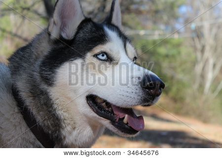 Husky close-up