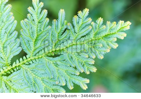 willdenowii Selaginella blå tropiske bregner blad