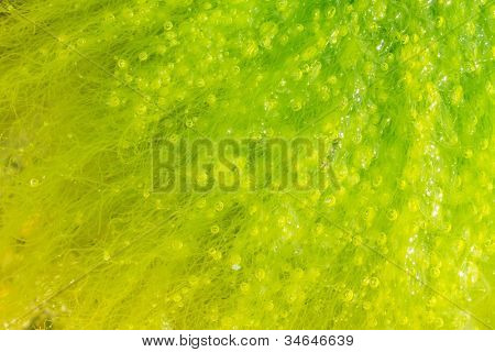 macro di alga ulva con molte bollicine durante la bassa marea