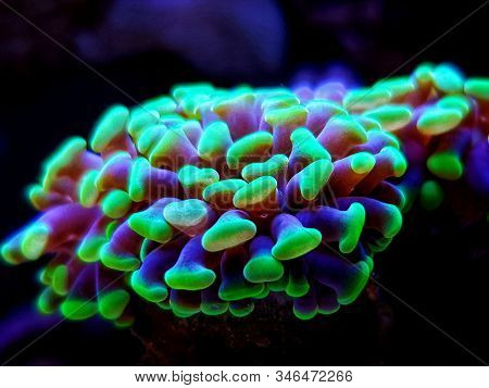 Green Toxic Euphyllia Torch Lps Coral - Euphyllia Grabrescens