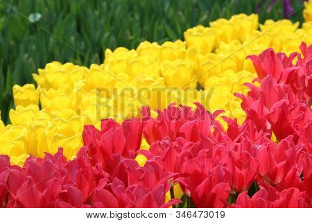 Pink Tulip Pretty Lady With Yellow Tulips In The Background