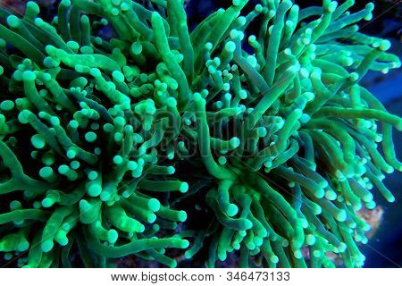 Green Toxic Euphyllia Torch Lps Coral - Euphyllia Grabrescens