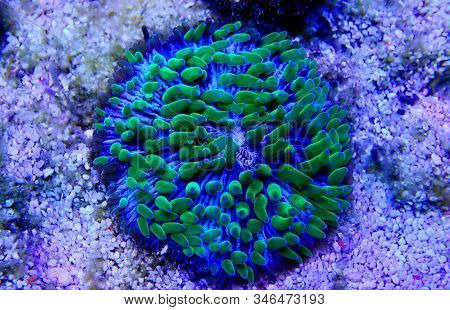 Green Polyp Plate Coral - Fungia (fungiidae) Lps Coral