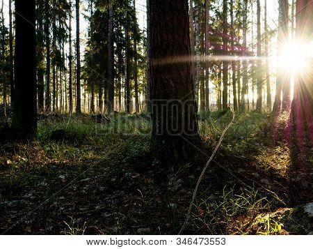 Beautiful Green Leafy And Coniferous Forest. Birch, Spruce, Hev. Early Spring. Pleasant Warm Light. 