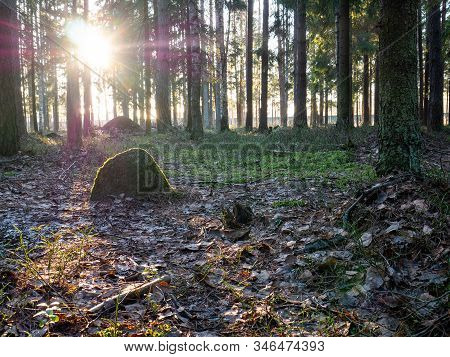 Beautiful Green Leafy And Coniferous Forest. Birch, Spruce, Hev. Early Spring. Pleasant Warm Light. 