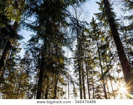 Beautiful Green Leafy And Coniferous Forest. Birch, Spruce, Hev. Early Spring. Pleasant Warm Light. 