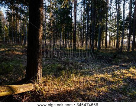 Beautiful Green Leafy And Coniferous Forest. Birch, Spruce, Hev. Early Spring. Pleasant Warm Light. 