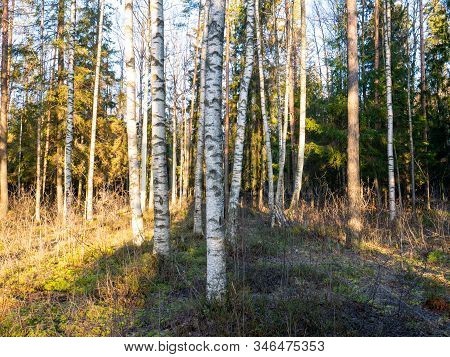 Beautiful Green Leafy And Coniferous Forest. Birch, Spruce, Hev. Early Spring. Pleasant Warm Light. 