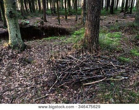 Beautiful Green Leafy And Coniferous Forest. Birch, Spruce, Hev. Early Spring. Pleasant Warm Light. 