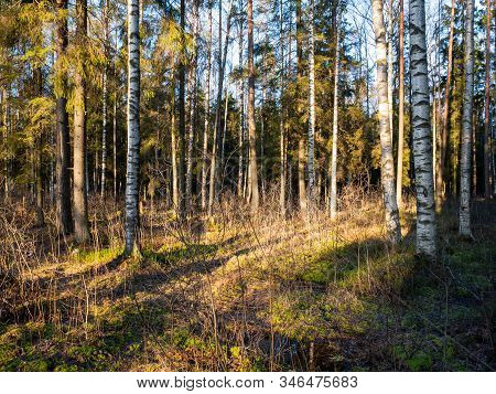 Beautiful Green Leafy And Coniferous Forest. Birch, Spruce, Hev. Early Spring. Pleasant Warm Light. 