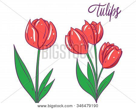 Red Tulips Flowers. Hand Drwan Vector Illustration.