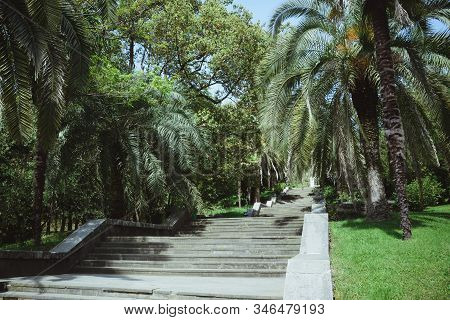 Scenic Landscape With Trees And Stone Stairs In National City Arboretum Park Sochi, Sights, Vacation
