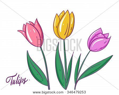 Pink, And Yellow Tulips. Hand Drwan Vector Illustration. Isolated On White Background.