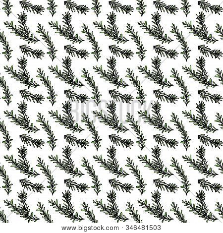 Herbal Seamless Endless Pattern Of Rosemary Sprigs. Wrapping Paper, Fabric Print, Wallpaper Of Green
