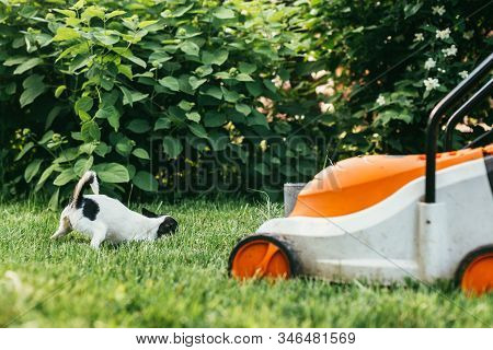 The Little Dog Chihuahua Playing Outside On The Grass Spring Backyard Near Lawn Mower . Selective Fo