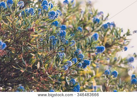 Blue Pacific 