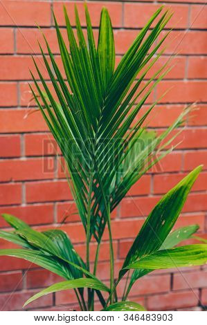 Detail Of Palm Tree Outdoor In Sunny Backyard With Green Lush Leaves Against A Red Birck Wall