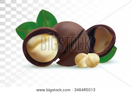 3d Realistic Macadamia Nut Isolated On Transparent Background. Shelled Macadamia Nuts With Green Lea