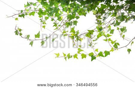 ivy isolated on a white background.