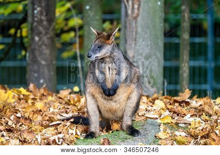 Swamp Wallaby, Wallabia Bicolor, Is One Of The Smaller Kangaroos. This Wallaby Is Also Commonly Know