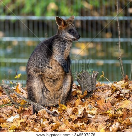 Swamp Wallaby, Wallabia Bicolor, Is One Of The Smaller Kangaroos. This Wallaby Is Also Commonly Know