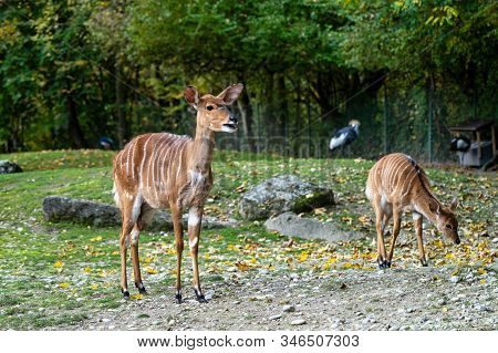 The Nyala, Tragelaphus Angasii Is A Spiral-horned Antelope Native To Southern Africa. It Is A Specie