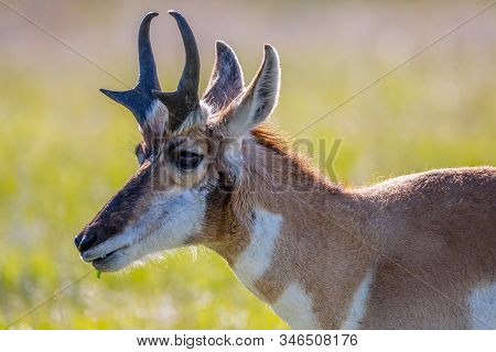 Pronghorn In The Field Of Custer State Park, South Dakota