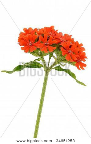 ダイアンサス Barbatus 花